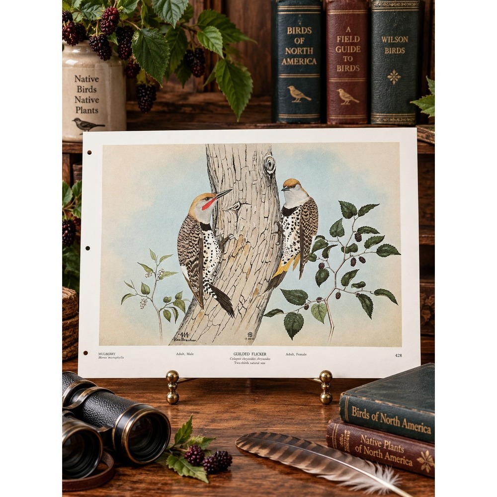 1968 Rex Brasher Gilded Flicker Bird Vintage Original Book Plate Wall Art Decor